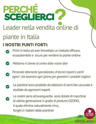 Spinacio pack da 9 Piantine