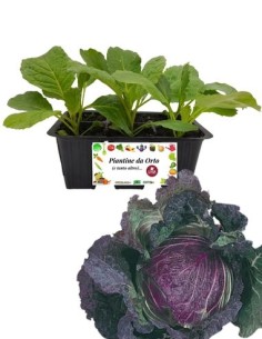 Wirsingkohl San Michele, 6er-Packung Setzlinge