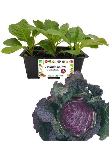 Wirsingkohl San Michele, 6er-Packung Setzlinge