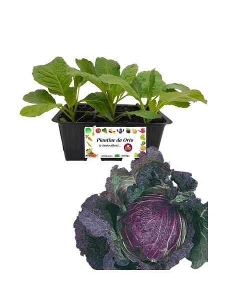Wirsingkohl San Michele, 6er-Packung Setzlinge