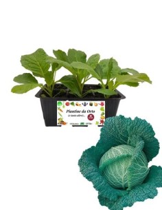 Verza Savoy King pack da 6 Piantine