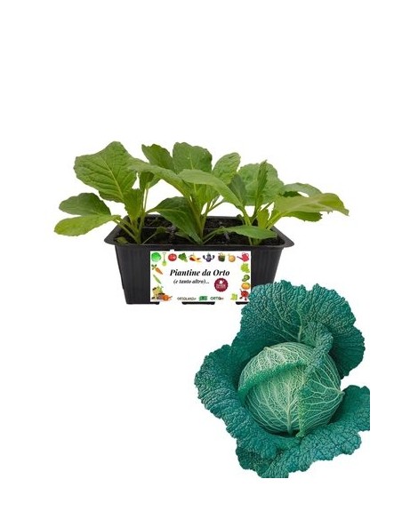 Verza Savoy King pack da 6 Piantine