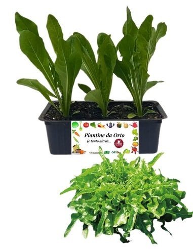 Lattuga Barba dei Frati Bianca pack da 9 Piantine