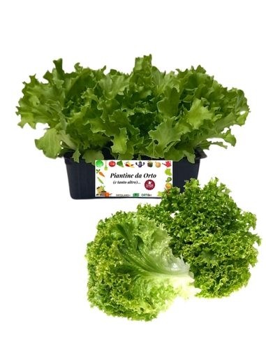 Lattuga Multifoglia Verde 9 Piantine
