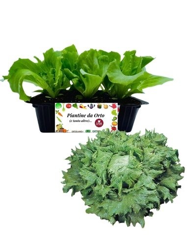 Lattuga Regina dei Ghiacci 9 Piantine