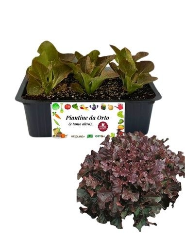 Lattuga Rossa 9 Piantine