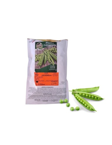 Kölnische Erbsensamen (250 g)