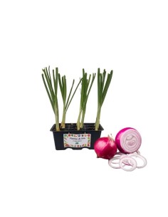 Cipolla lunga di Tropea pack da 9 Piantine