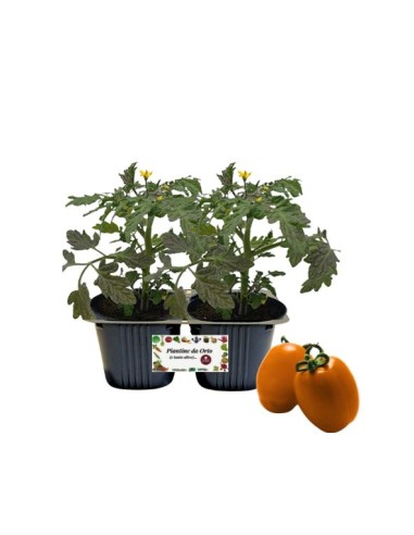 Pomodoro Datterino Arancione Vaso 10