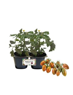 Pomodoro Datterino Zebrato Linea gold pack da 2 piante