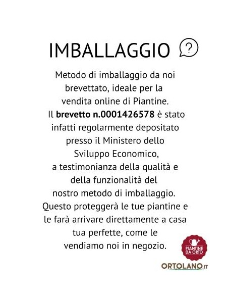 Pomodoro Datterino Zebrato Linea gold pack da 2 piante