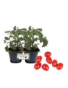 Pomodoro Fragolino Linea gold pack da 2 piante