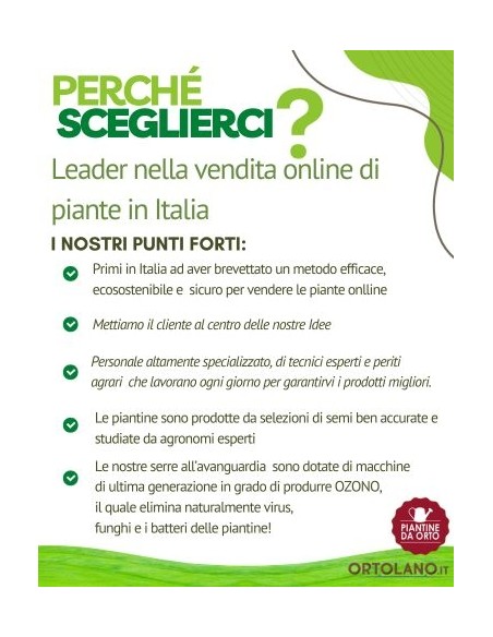 Pomodoro Fragolino Linea gold pack da 2 piante