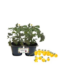 Pomodoro Giallo Vaso 10