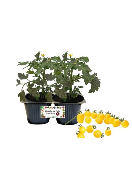 Pomodoro ciliegia Giallo pack da 2 piante
