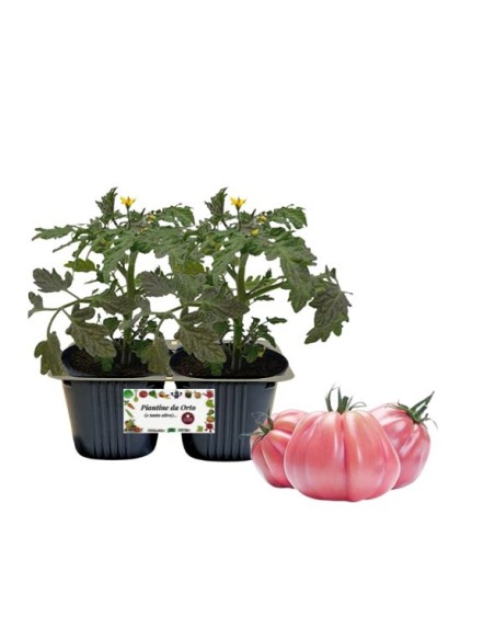 Pomodoro Cuore Rosa Vaso 10