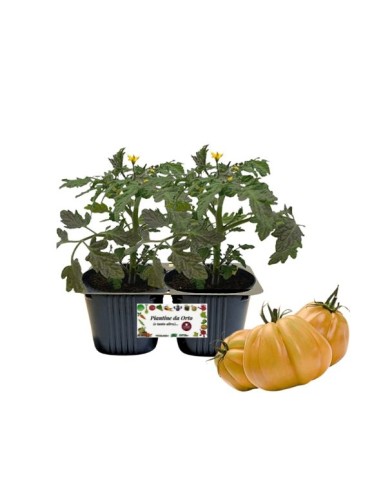 Pomodoro Cuore di Bue Giallo pack da 2 piante