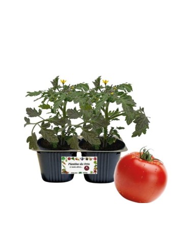 Pomodoro Gigante Vaso 10