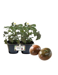 Schwarze Carbone-Tomate Gold Line, 2er-Packung