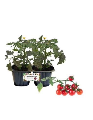 Pomodoro Piccadilly Vaso 10
