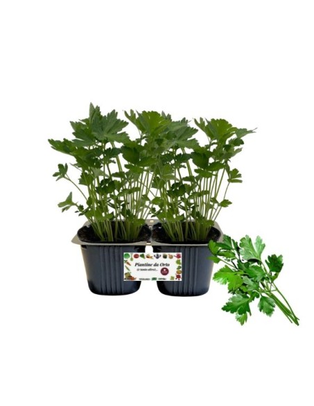 Prezzemolo Linea gold pack da 2 piante 