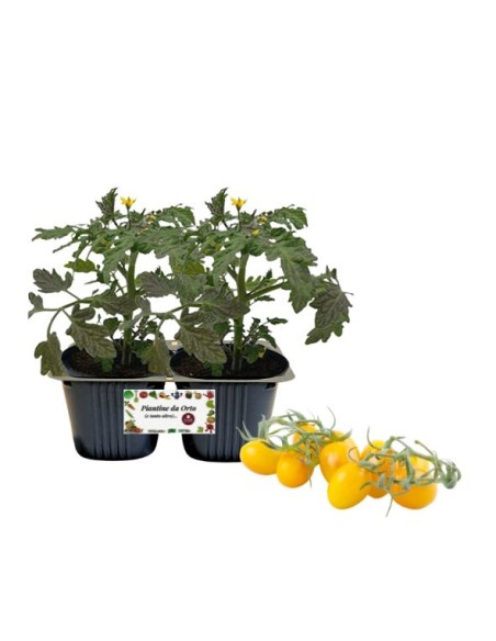 Pomodoro Datterino Giallo Linea gold vaschetta da 2 piante 
