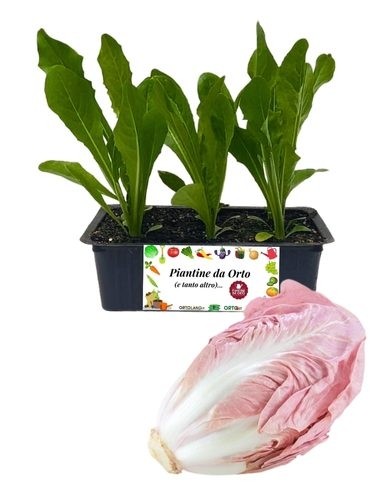Radicchio Rosa Mantovano 9 Piantine