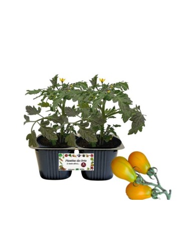 Pomodoro Datterino Mango Linea gold pack da 2...