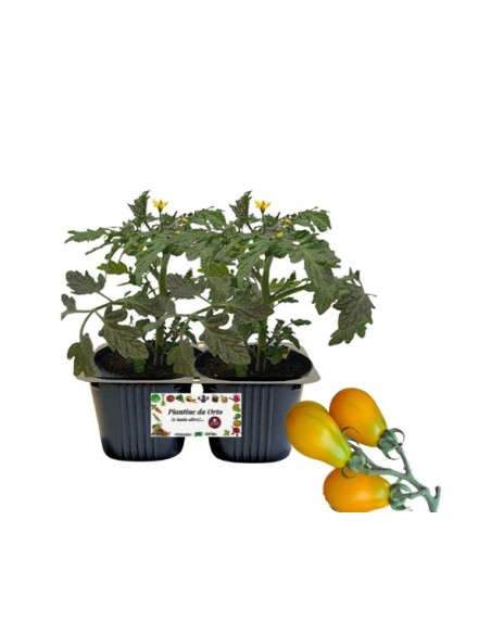 Pomodoro Datterino Mango Linea gold pack da 2 piante