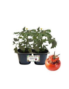 Pomodoro da ripieno Linea gold vaschetta da 2 piante 