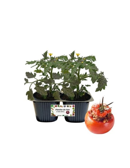Pomodoro da ripieno Linea gold pack da 2 piante 