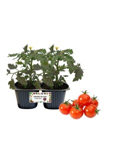 Pomodoro Ciliegia con Fruttosio vaschetta da 2 piante