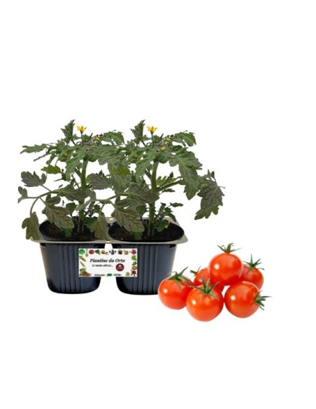 Pomodoro Ciliegia con Fruttosio pack da 2 piante