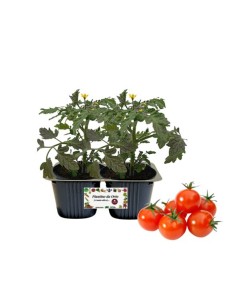 Pomodoro Bon Bon Linea gold pack da 2 piante