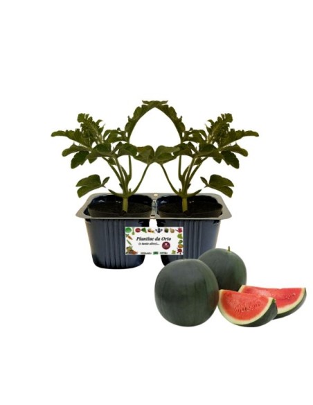 Anguria Baby Linea gold  pack da 2 piante 