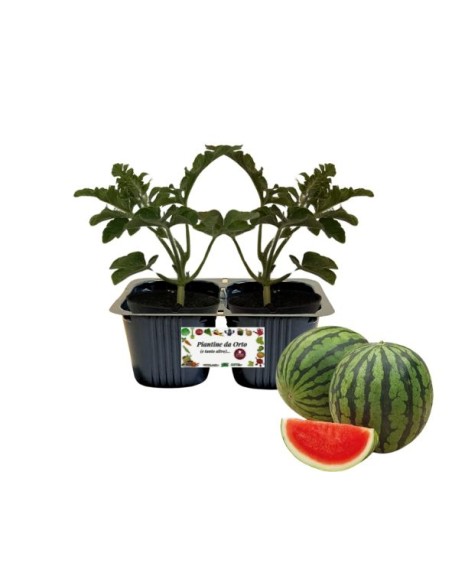 Watermelon Gold Line, 2er-Pack Pflanzen