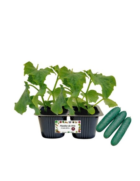 Cetriolo Linea gold pack da 2 piante 