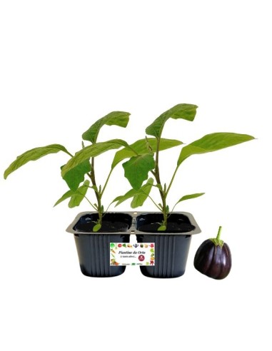 Runde Aubergine Gold Line, 2er-Packung