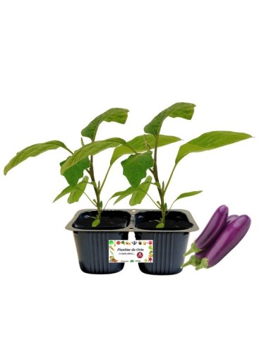 Mini-Lang-Auberginen-Goldlinie, 2er-Pack Pflanzen