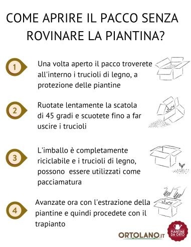 Melanzana Mini Lunga Linea gold pack da 2 piante