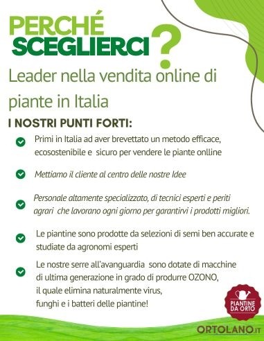 Peperone Piccante Lungo Vaso 10