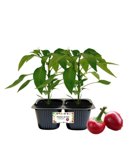 Peperone Piccante Tondo Linea  gold pack da 2 piante 