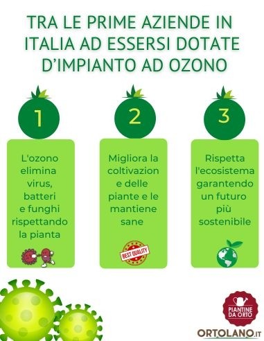 Peperone Verde Linea gold pack da 2 piante 