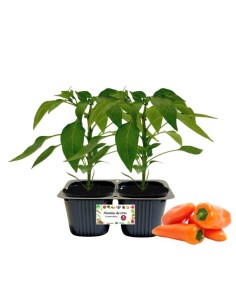 Peperone Snack Arancio Linea gold pack da 2 piante 