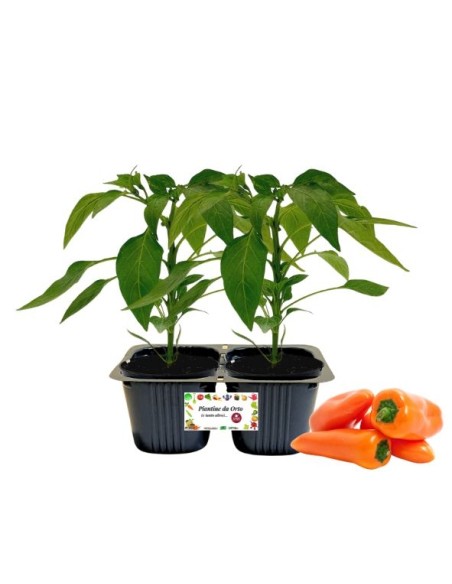 Peperone Snack Arancio Linea gold pack da 2 piante 
