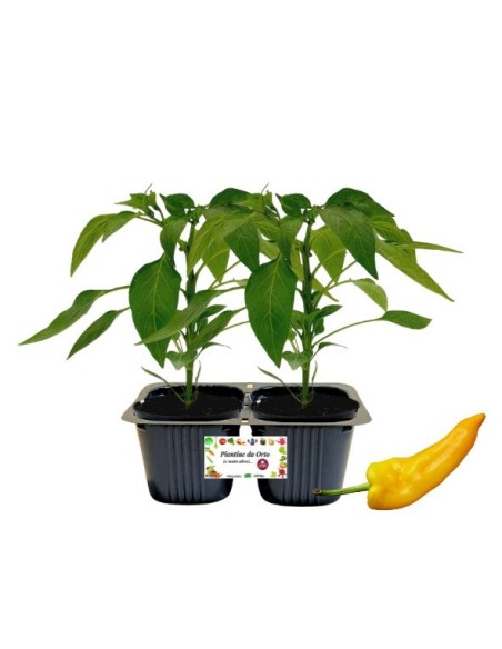 Peperone corno giallo Linea gold pack da 2 piante