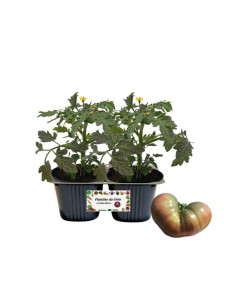 Pomodoro Cuor di Leone MARRONE CUMATO  Linea gold pack da...