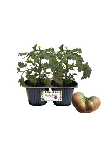 Pomodoro Cuor di Leone vaso 10