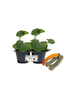 Zucca Lunga di Napoli Vaso 10