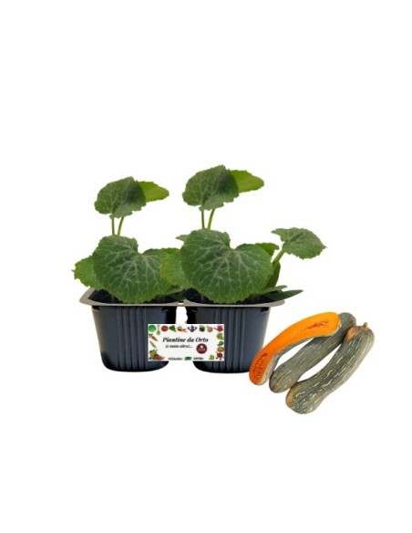 Zucca Lunga di Napoli Vaso 10